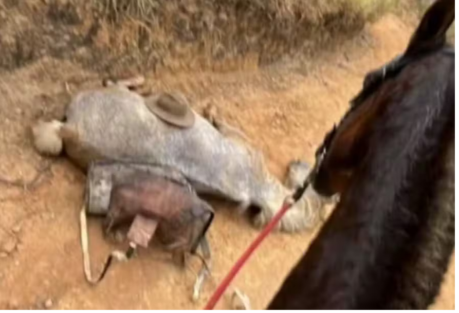 Cavalo encontrado com as patas mutiladas em Bananal — Foto: Reprodução/Redes Sociais